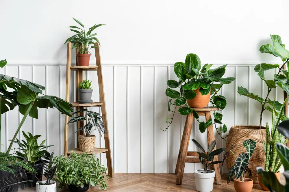 Houseplants and birds
