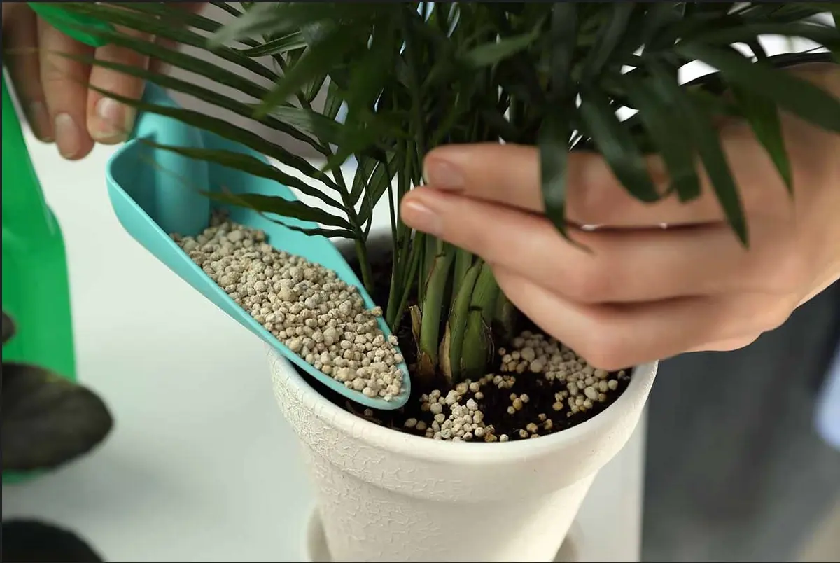 How to water indoor plants