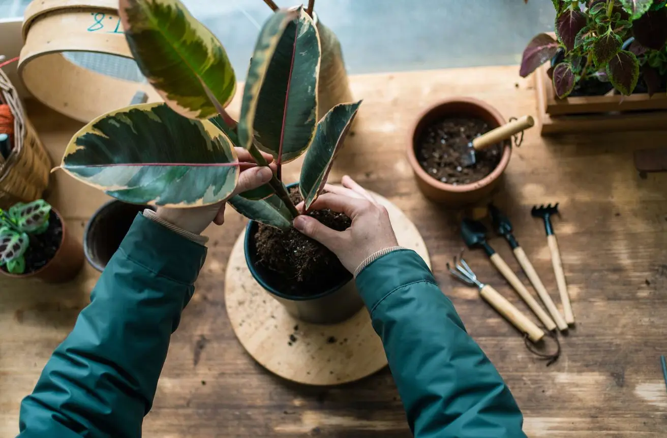 How to water indoor plants