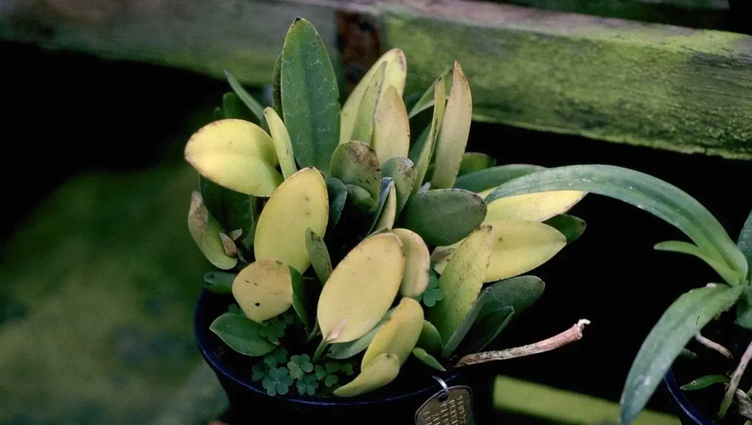 How to water indoor plants