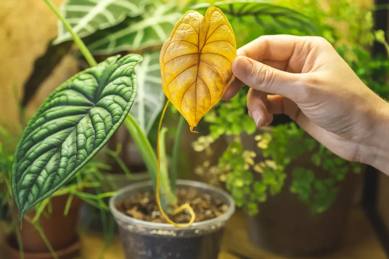 Why are my plant leaves turning yellow