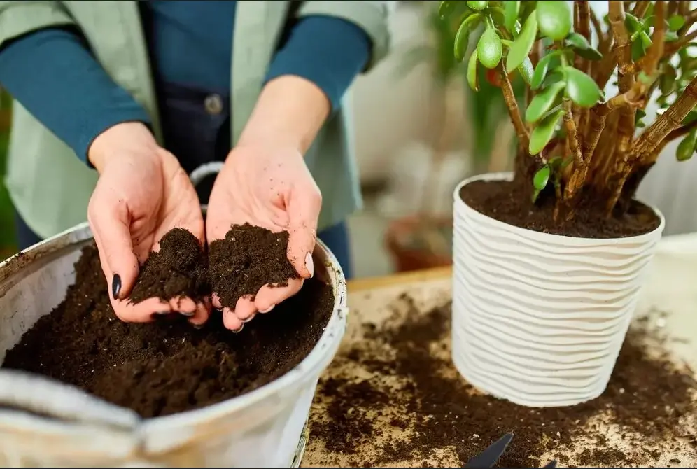 How to choose the right soil for indoor plants