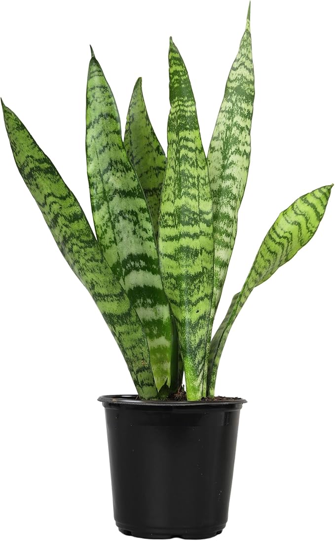 Snake Plant