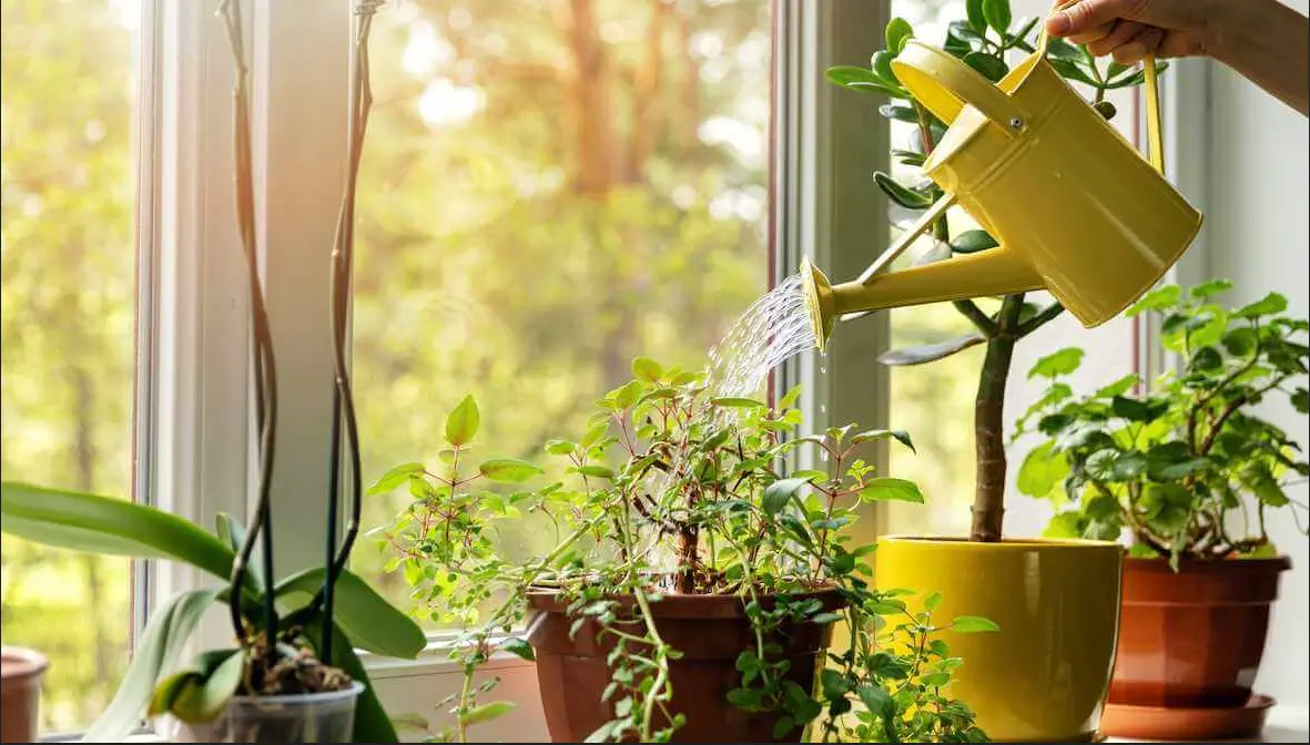 How to water indoor plants